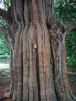 1000 years old Ewe tree, New Forest.