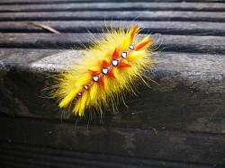 Sycamore moth.